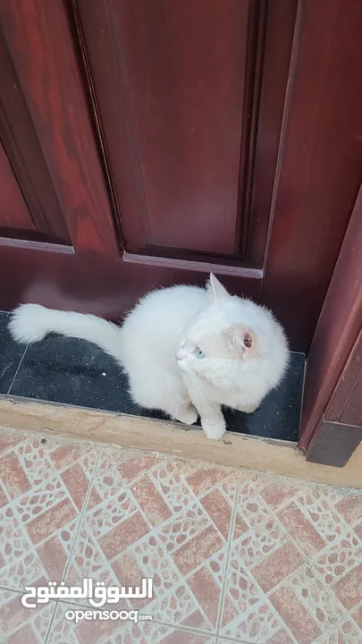قطة تركية ( انجورا )