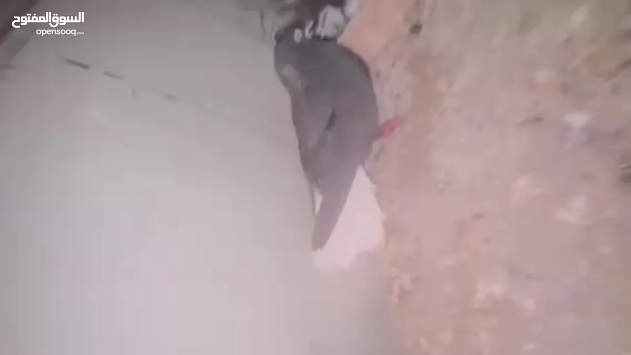 جواز للبيع لعدم تفرغ