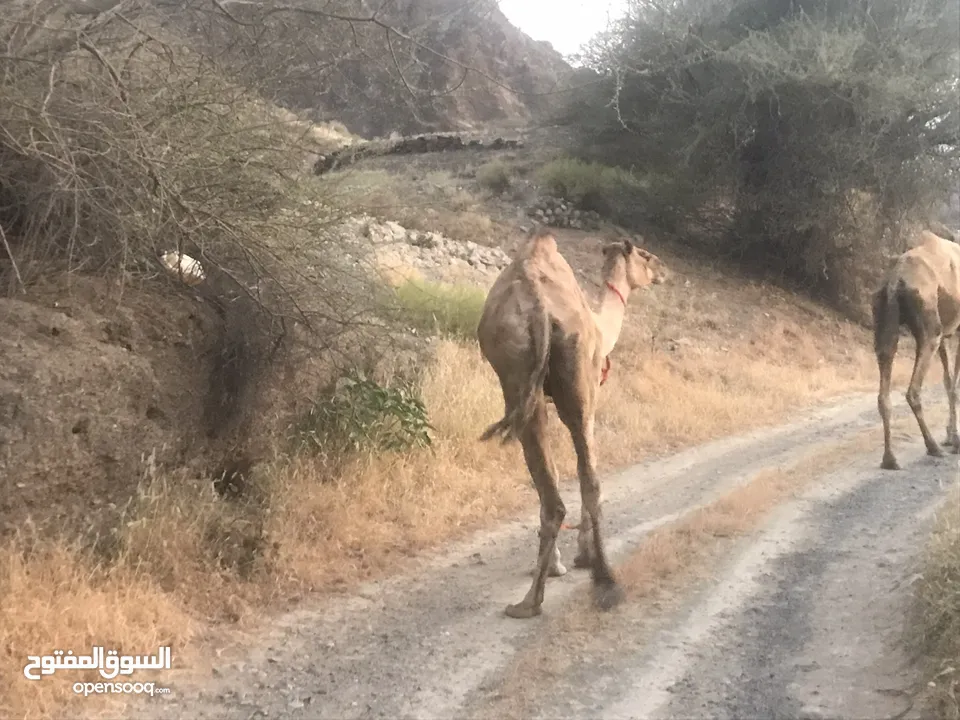 البيع ناقه مفرود من تحتها قعود تصلح تربيه او لحم