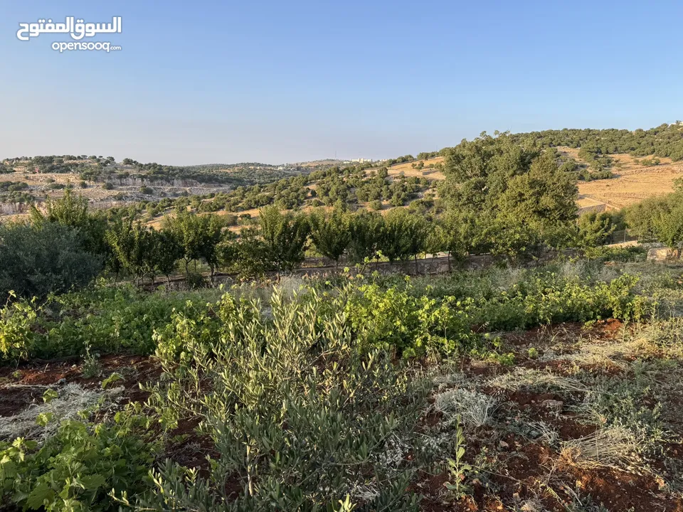 مزرعه للبيع / عجلون / رأس منيف