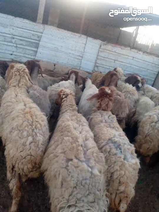 نبدأ بصلاة عل رسول الله  يوجد لدينا جميع انواع الذبائح البلديه- خراف - كباش_اغنام_ اوزان من 40ولغاية