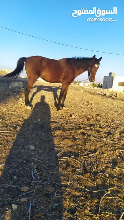 حصان فحل للبيع العمر ست سنوات حصان عاقل حراث خياله