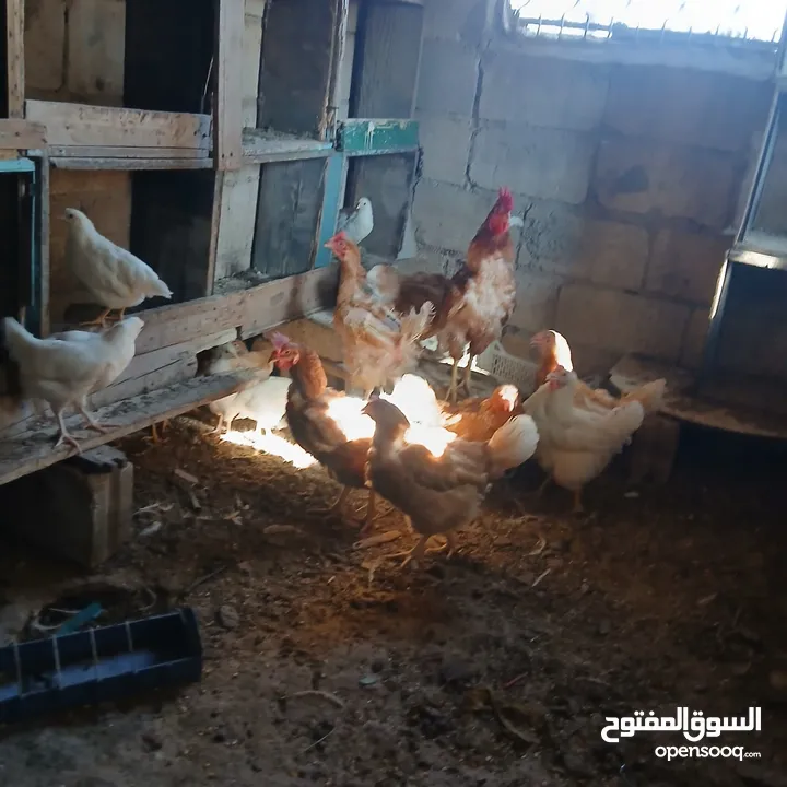 دجاج للبيع