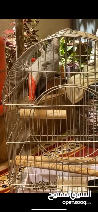 ببغاء كاسكو للبيع بسعر مغري جداً عمرو سنه و شهر و متكلم جدا صلاة النبي و أليف