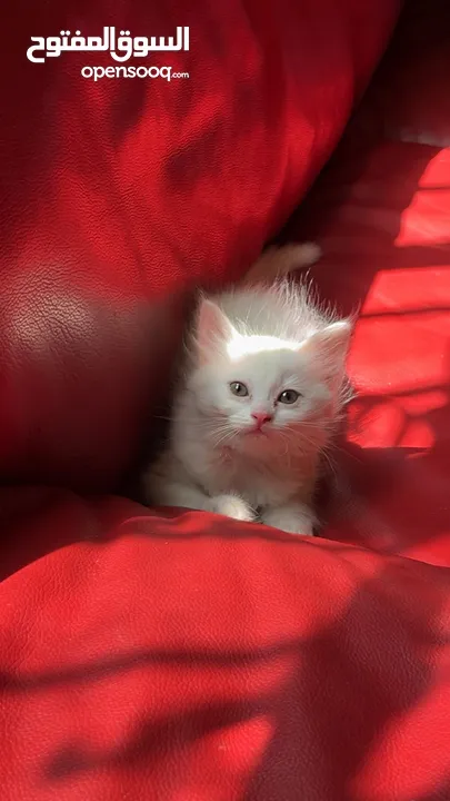 برتش مكس شيرازي