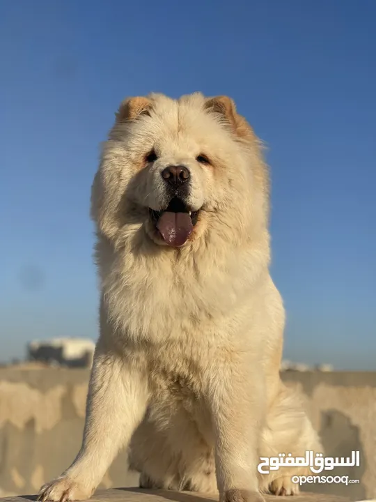 كلب تشاو تشاو