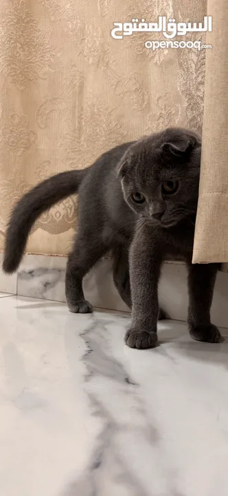 British shorthair and Scottish fold(gray)