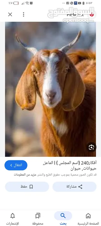 حليب معزا طازج