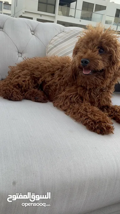 مستورد ذكر توي بودلToy poodle imported  1 year old male