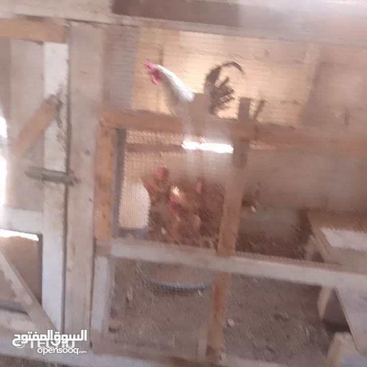خمس جاجات وديك نخب بياضات
