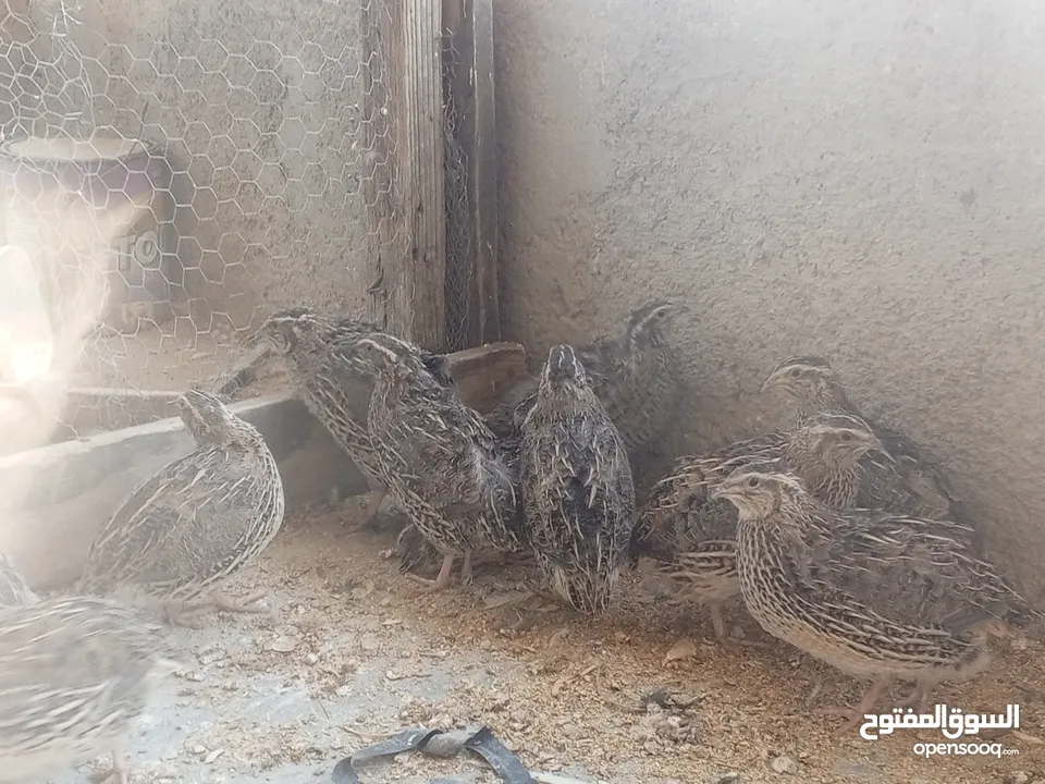 فربات للبيع ....