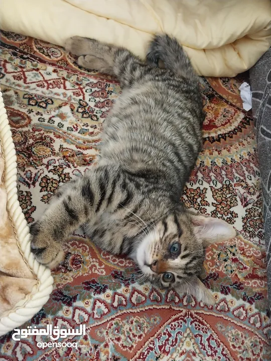 قطة انثى للتبني
