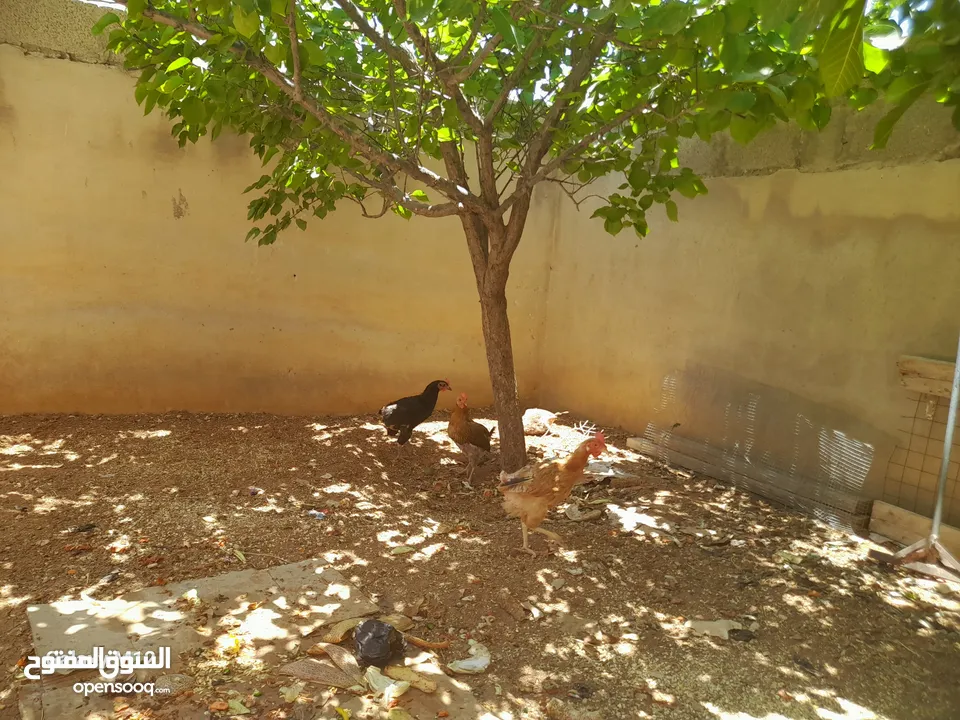 دجاج بلدي للبيع بياض