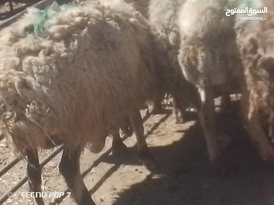 نبدأ بصلاة عل رسول الله  عرووووض   -عرووووض-عروووض  بمناسبة عيد الاضحى المبارك