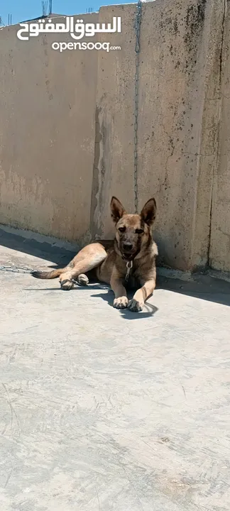 جرو بندوق الاب ملينو بيور و لام جيرمن شيبرد عمر 4 شهور ماخذ مطعوم لون مميز انثى