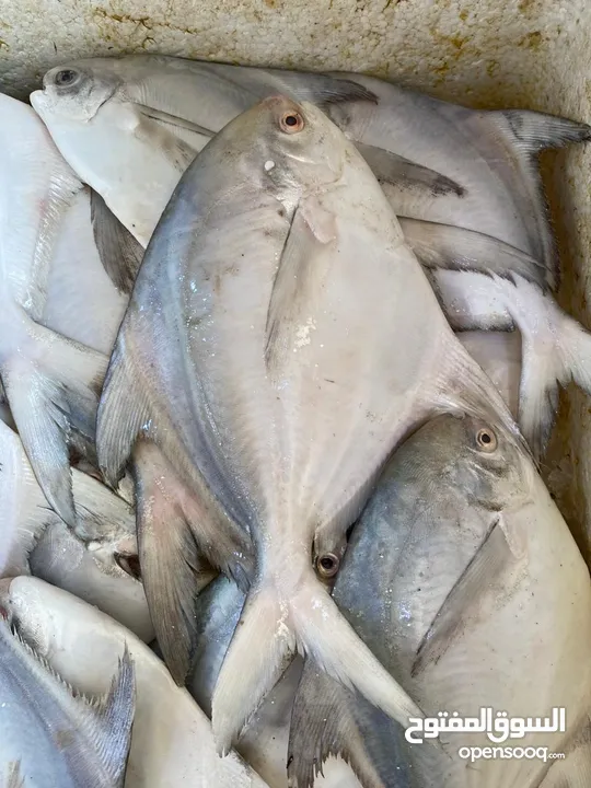 محل بيع سمك