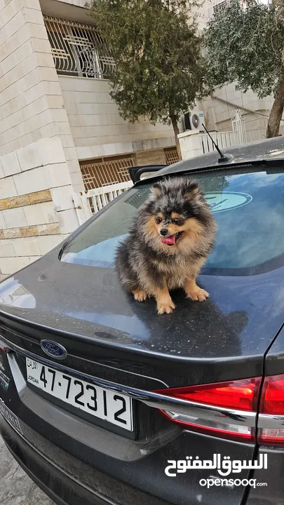 كلب بومارينيان بالوان مميزة للبيع