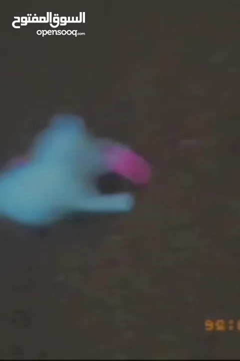للبيع قطه ميكس (kitten) كما في الصور  بصحه ممتازه ماخده المطاعيم متعوده على دراية فوود واللتر بوكس.