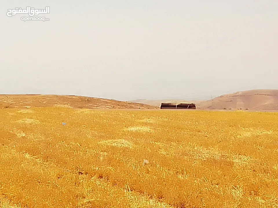 مادبا ماعين المشرفة قطعة ارض زراعية مميزة واصل الخدمات ذات اطلالة على البحر الميت واصل الخدمات