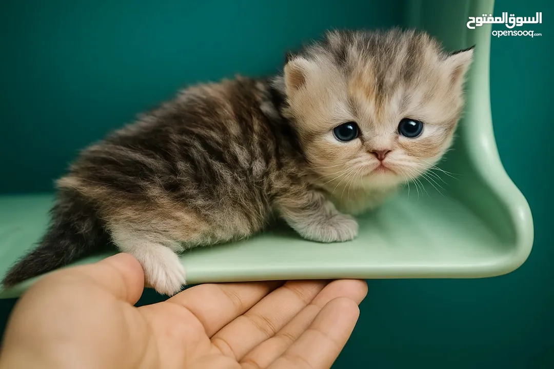 قطط للبيع العمر شهر ونص