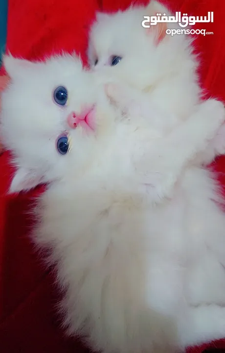Available kittens for sale high quality breed Cats (Silver British breed & Scottish straight breed.)