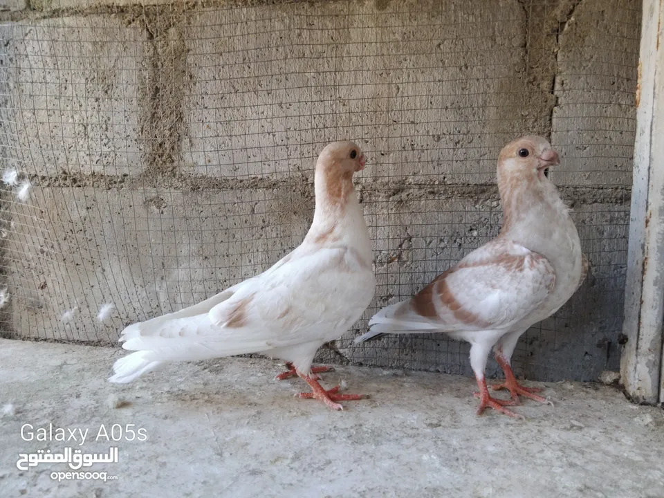 فراخ ذبابنة  اصفر فطم جديد