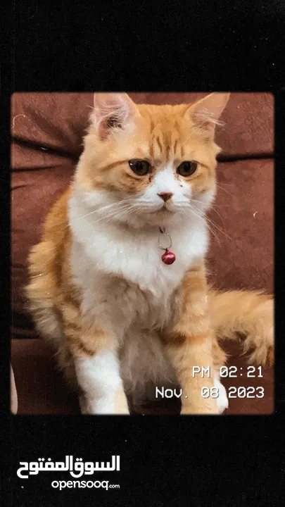 سكوتش مكس شيرازي