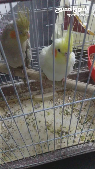 ‏جوز عصافير كوكتيل