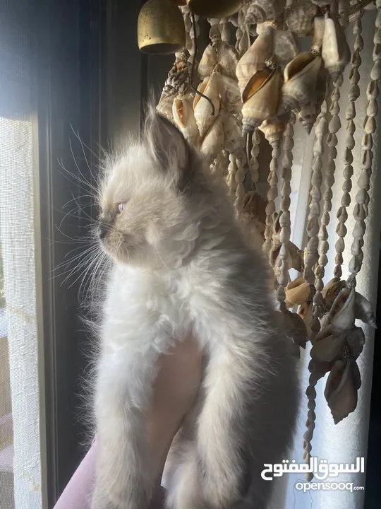 قطط مشكلة هملايا شيرازي بريتش شورت هير بيع سعر رمزي