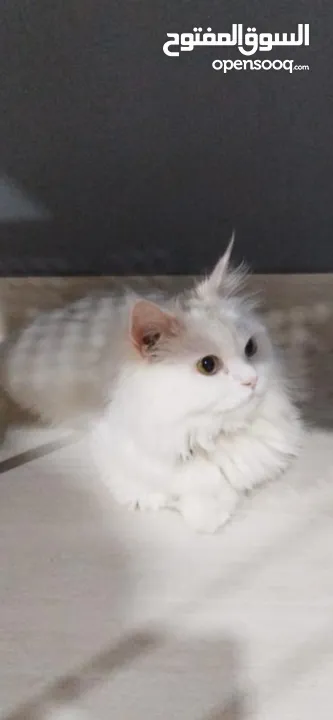 Persian catpure white color