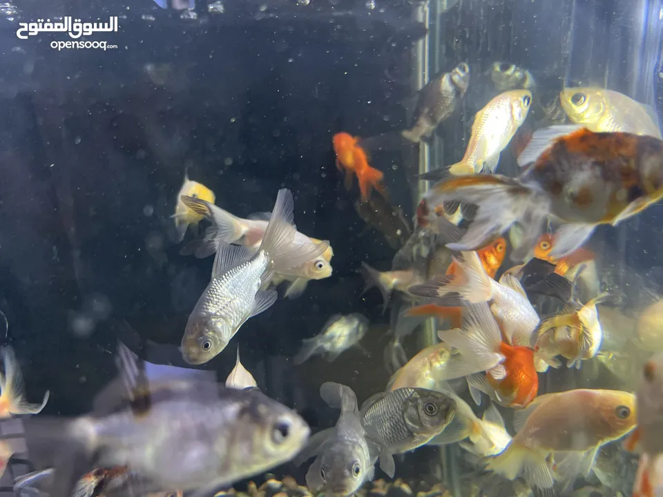 تشكيلة سمك مميزة وواسعة يوجد سعر على الكميات