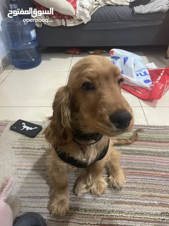 American cocker spaniel male puppy 5 months old full vaccination and passport done