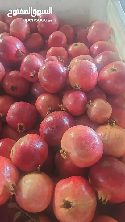 مشروع تجاري مربح