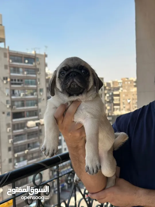 جراوي بج، pug puppies