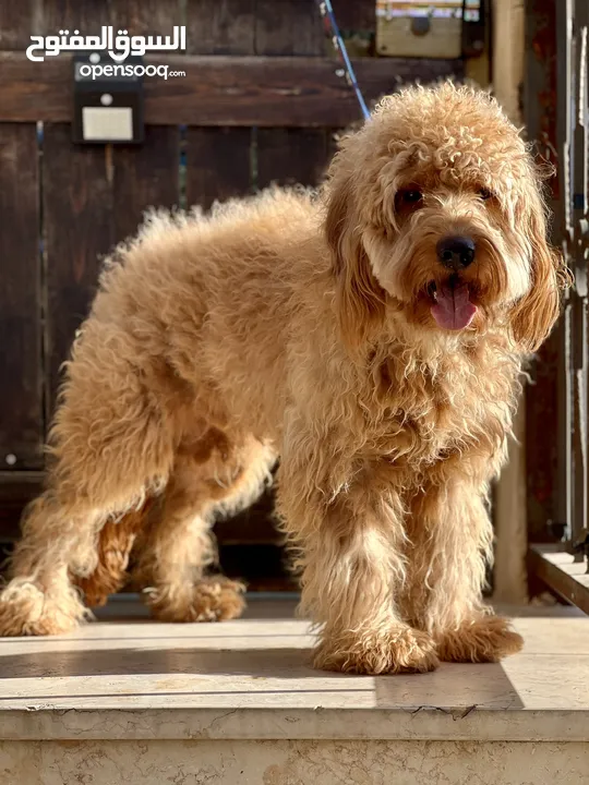 Golden doodle