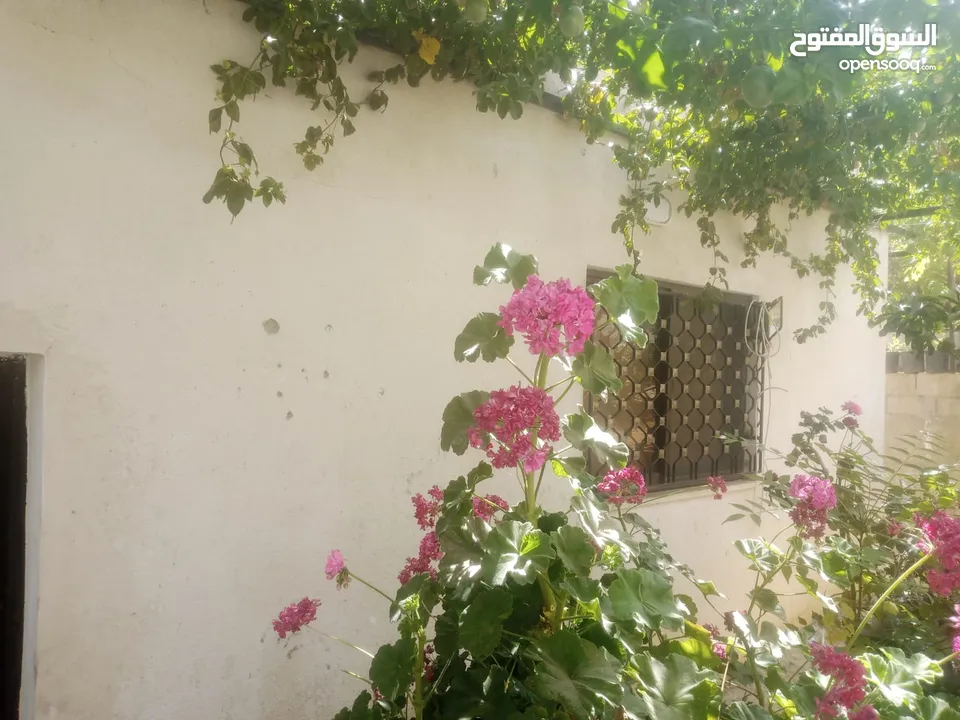 منزل مستقل جرش اسكان عجرمه  3غرف نوم 2حمام  صاله مع مطبخ امريكي  بلكونه  حديقه مساحه الارض 305