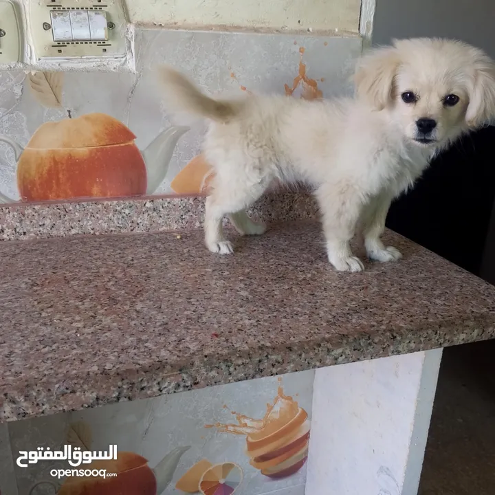 لولو فوكس انثى عمرها 6 اشهر