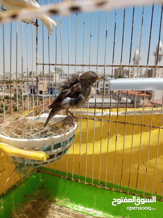 عصافير كناري مشكله لون اصفر للبيع فحول جاهز مغنى ما شاء الله