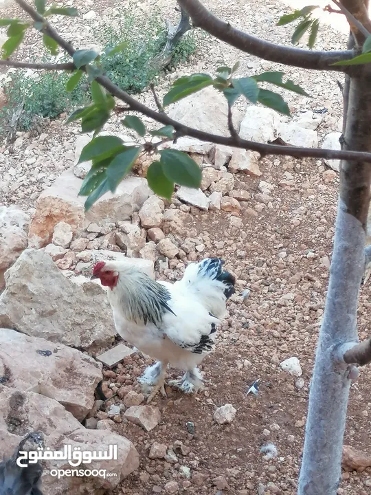 ديكين براهمي