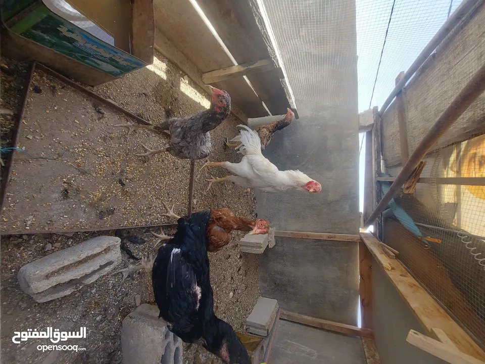 بيض جاج باكستاني حر