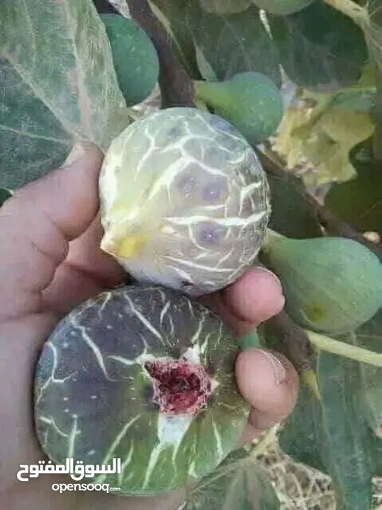 مشاتل السهل الاخضر الزراعيه تنسيق حدائق ومزارع