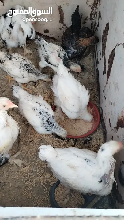 دجاج براهمى بزره بلديه للبيع