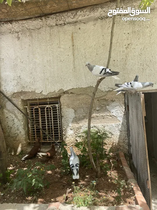 جوزين نوريات زرق مريوش فراخ
