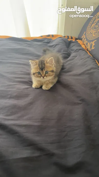 Scottish fold (long hair)