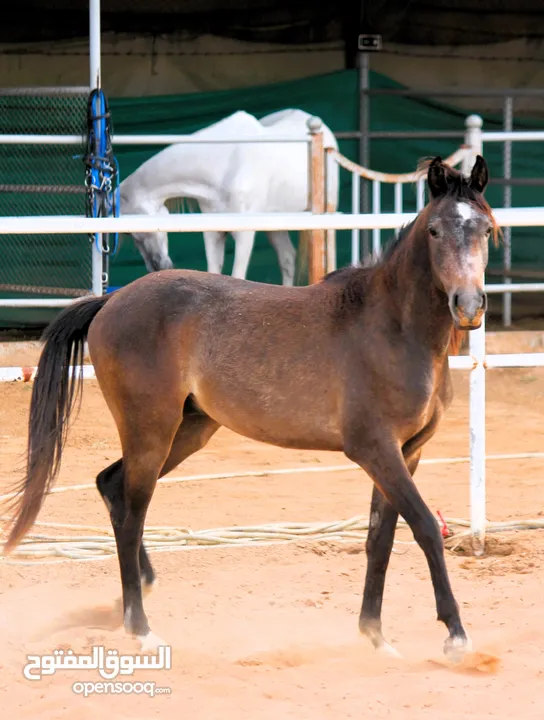 Very beautiful stallion  playfull and friendly .