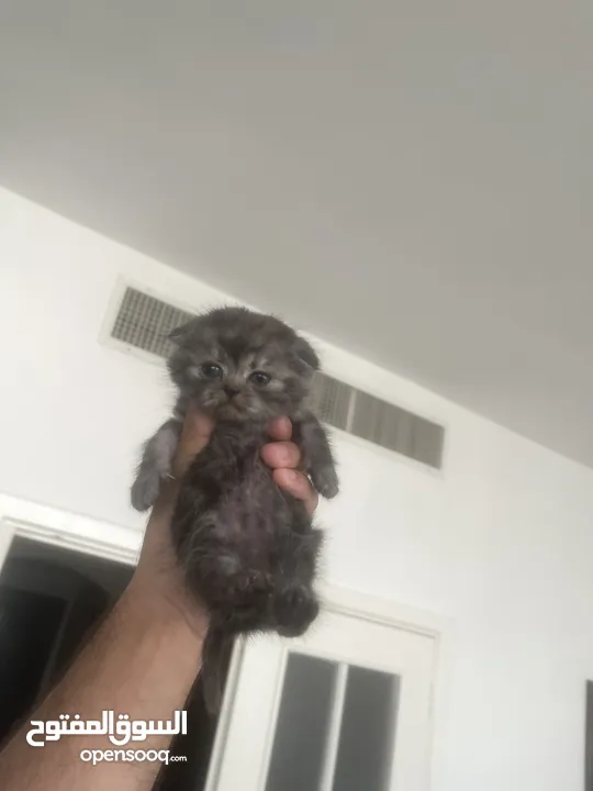 Scottish Fold Male Kitten