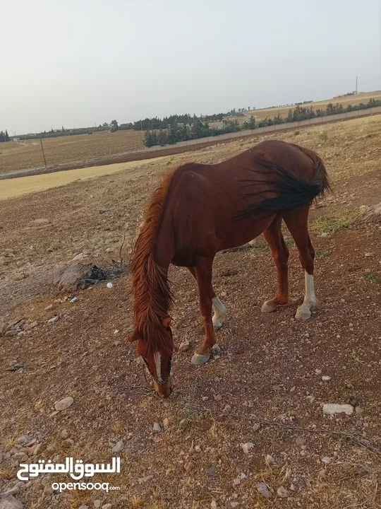 حصان حراث للبيع