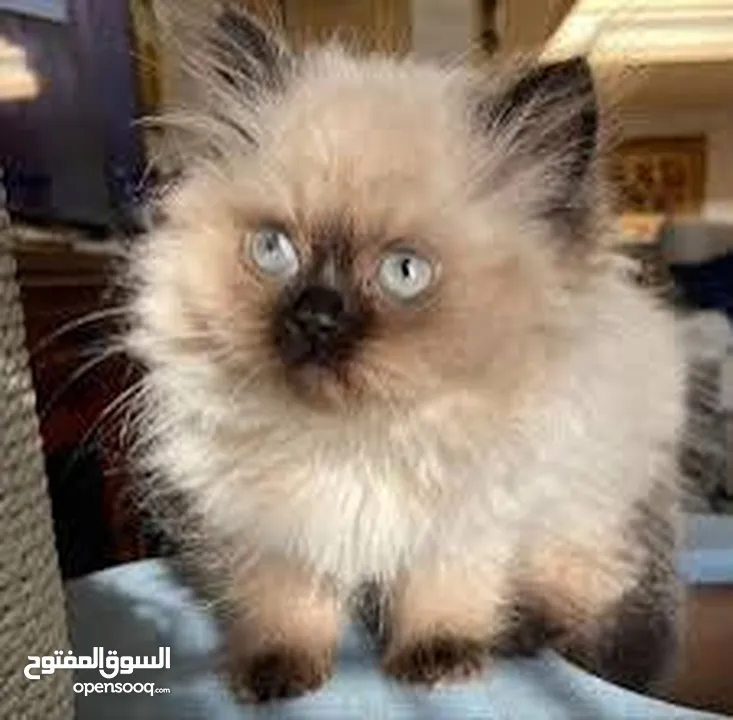 كتن كتنز بيبي  قطه شيرازي و قط شنشيلا ابيض ناصع و عيون زرق و قط و قطه يا   شبه تبني للتبني بسعر رمزي