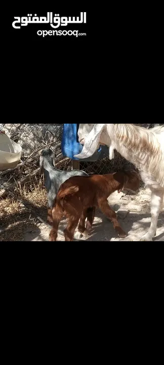 عنزين حليب نخب معهن 4