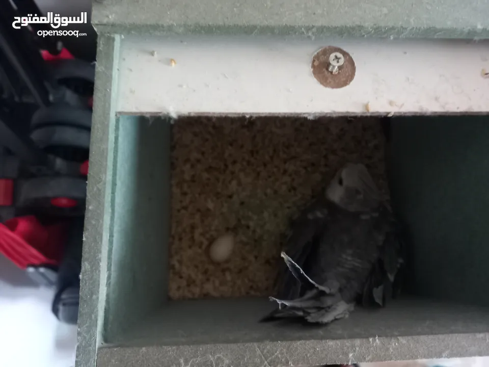 فحل كوكتيل وايت فيس ابو فراخ